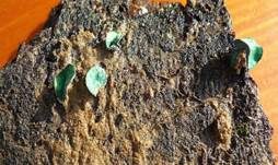 Kleinsporiger Grünspanbecherling - Großsporiger Grünspanbecherling, Foto 23