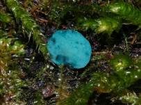 Kleinsporiger Grünspanbecherling - Großsporiger Grünspanbecherling, Foto 27