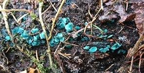 Kleinsporiger Grünspanbecherling - Großsporiger Grünspanbecherling, Foto 40