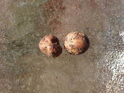 Kleinsporiger Schleimtrüffel, Foto 2