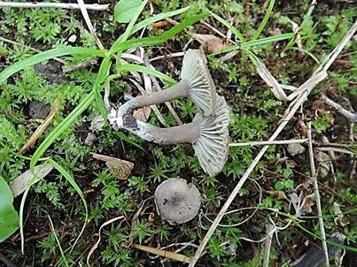 Kleinsporiger Samtschneckling, Foto 2