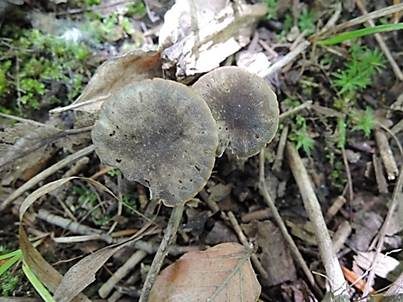 Kleinsporiger Samtschneckling, Foto 3