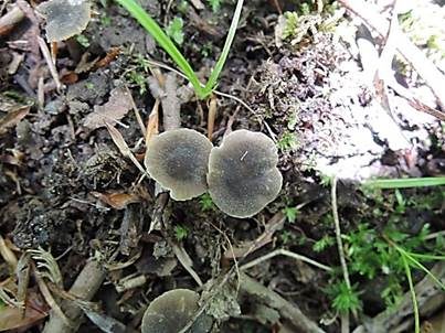 Kleinsporiger Samtschneckling, Foto 4
