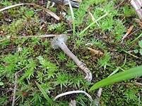 Kleinsporiger Samtschneckling, Foto 5