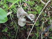 Kleinsporiger Samtschneckling, Foto 6