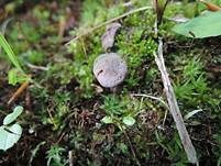 Kleinsporiger Samtschneckling, Foto 7