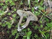 Kleinsporiger Samtschneckling, Foto 8