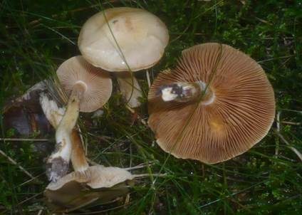 Kleinsporiger Schleimkopf, Foto 2