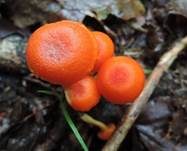 Knoblauchsaftling, Foto 12