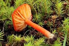 Knoblauchsaftling, Foto 22