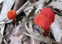Knoblauchsaftling, Foto 8