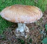 Knolliger Schleierritterling, Foto 14