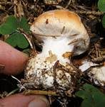Knolliger Schleierritterling, Foto 7
