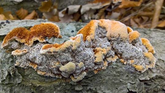 Knotiger Schillerporling, Foto 2