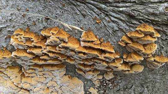 Knotiger Schillerporling, Foto 3