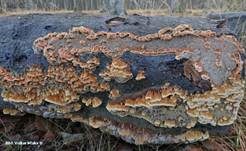 Knotiger Schillerporling, Foto 12