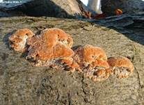 Knotiger Schillerporling, Foto 14