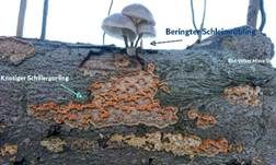 Knotiger Schillerporling, Foto 18