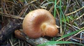 Kohlentrichterling, Foto 6