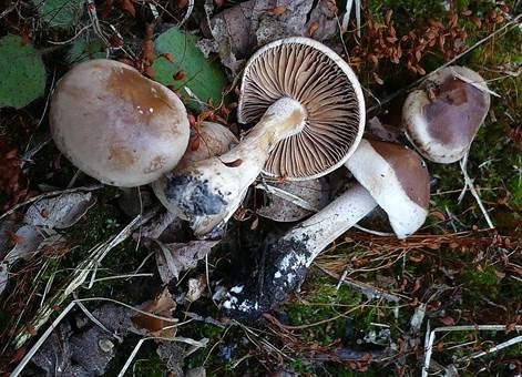 Kohlenfälbling, Foto 2