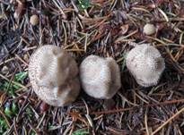 Abblätternder Stäubling, Foto 15