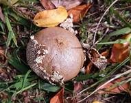 Abblätternder Stäubling, Foto 22