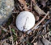 Abblätternder Stäubling, Foto 28