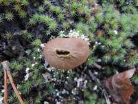 Abblätternder Stäubling, Foto 8