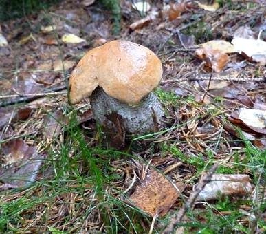 Birkenrotkappe, Foto 4