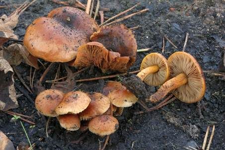 Kohlenschüppling, Foto 3