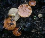 Kohlenschüppling, Foto 14