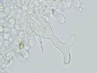 Kohlenschüppling, Foto 23