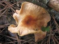 Kohlstinkschwindling, Foto 10