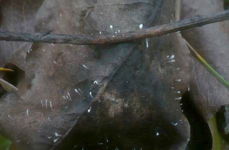 Kolbenförmiges Fadenkeulchen, Foto 2