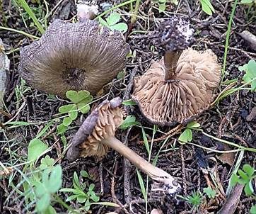 Königlicher Zärtling, Foto 4