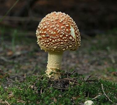 Königsfliegenpilz, Foto 3