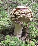 Königsfliegenpilz, Foto 12