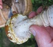 Königsfliegenpilz, Foto 13