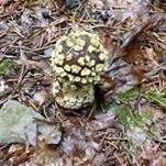 Königsfliegenpilz, Foto 14