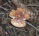 Königsfliegenpilz, Foto 18