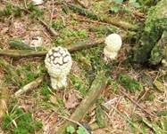 Königsfliegenpilz, Foto 20