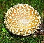 Königsfliegenpilz, Foto 21