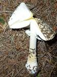 Königsfliegenpilz, Foto 22