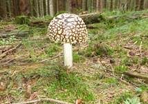 Königsfliegenpilz, Foto 23