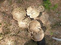 Königsfliegenpilz, Foto 27