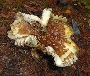 Königsfliegenpilz, Foto 28