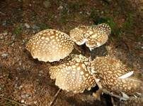 Königsfliegenpilz, Foto 29