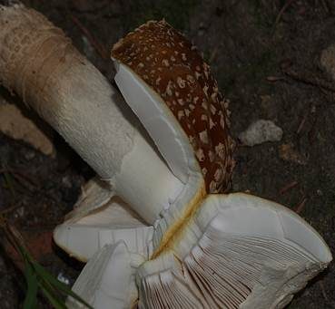 Königsfliegenpilz, Foto 5