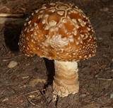 Königsfliegenpilz, Foto 32