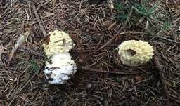 Königsfliegenpilz, Foto 33
